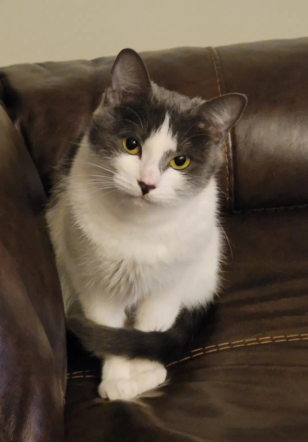 Lost cat in Highland, CA, 92346