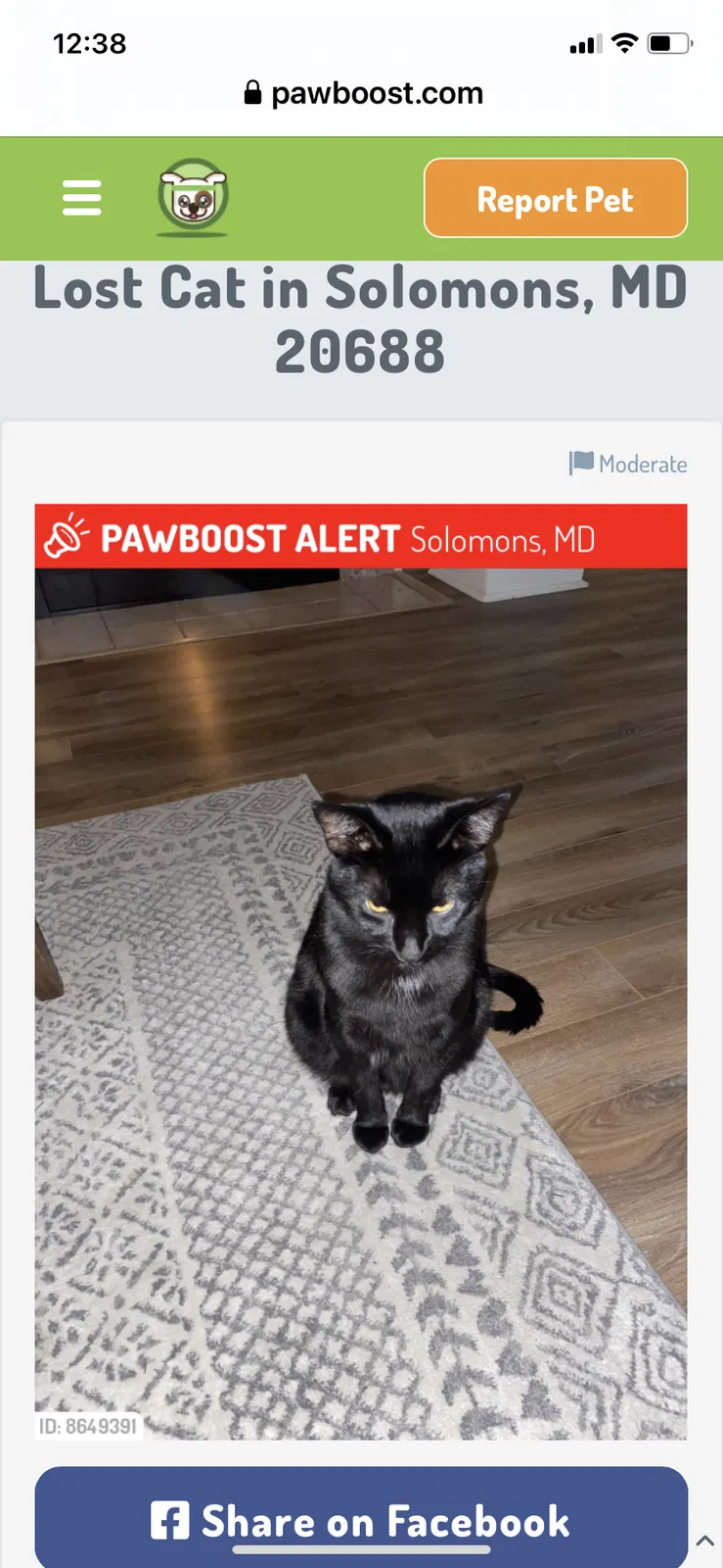Lost cat in Solomons, MD, 20688