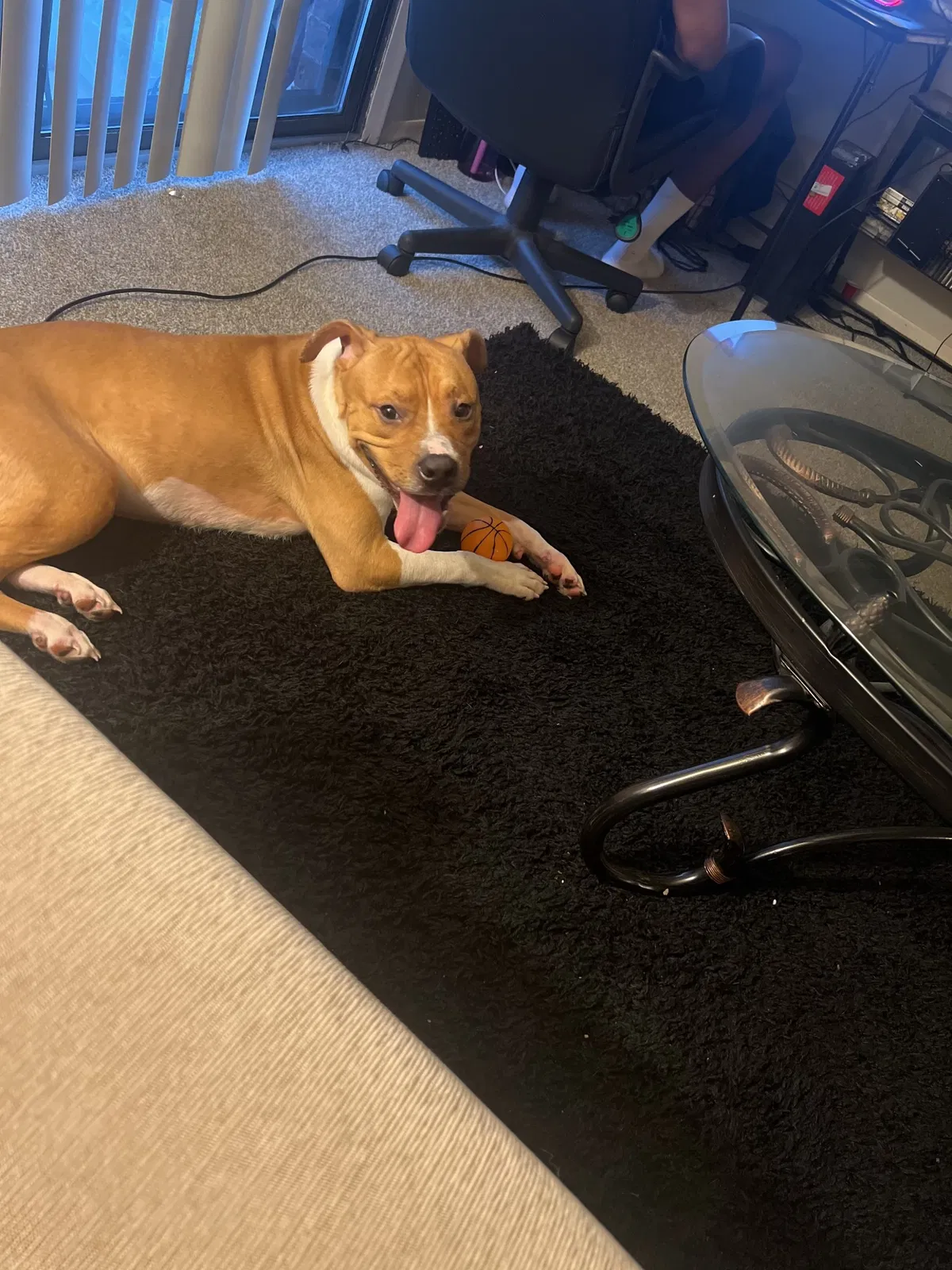 Found dog in Kenosha, WI, 53144