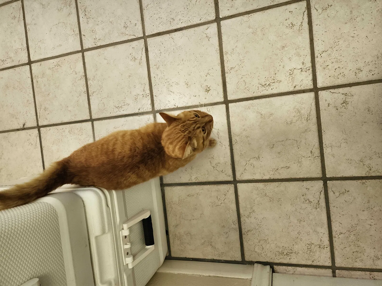 Found cat in Denison, TX, 75020