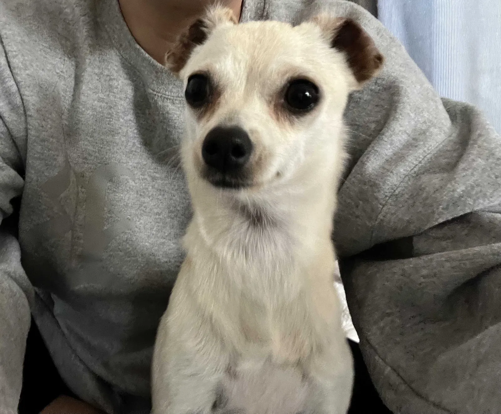 Lost dog in Pico Rivera, CA, 90660