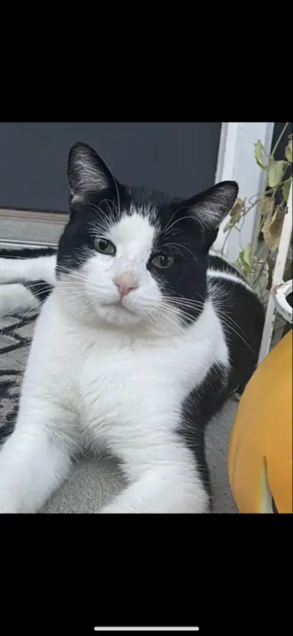 Lost cat in Charleroi, PA, 15022