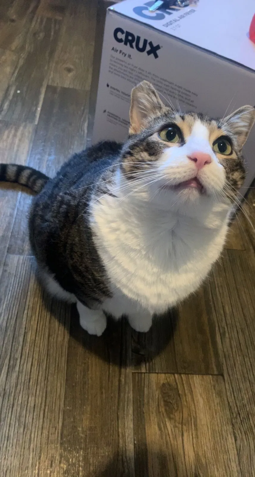 Lost cat in Westwego, LA, 70094