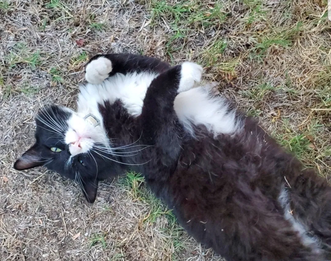 Lost cat in Stockton, CA, 95219
