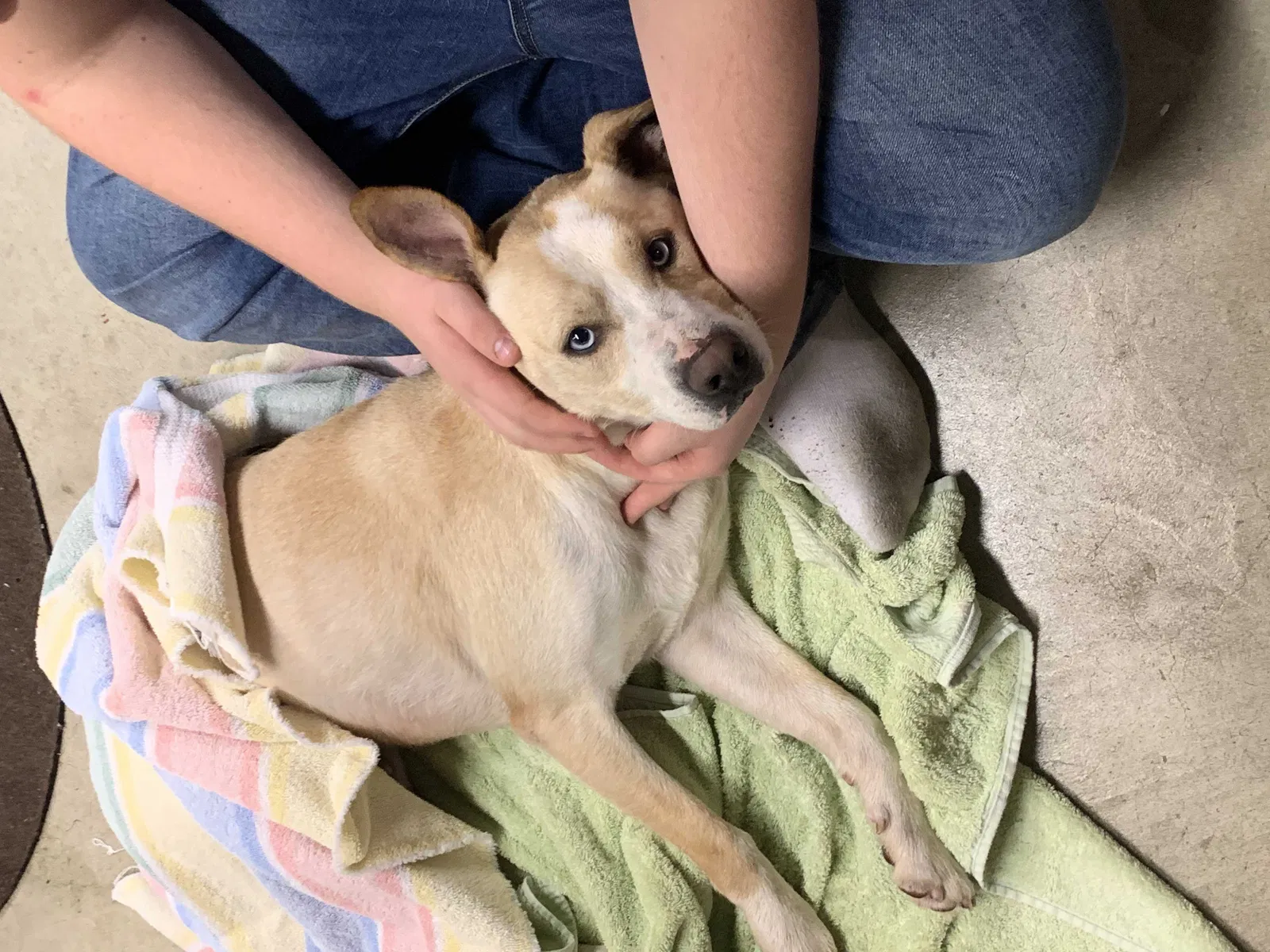 Lost dog in Saginaw, MI, 48601