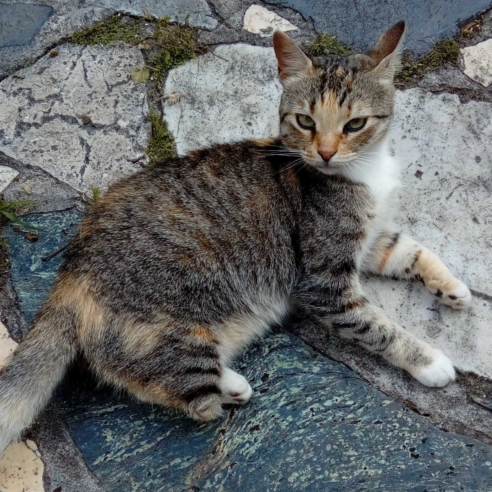 Lost cat in Miami, FL, 33184