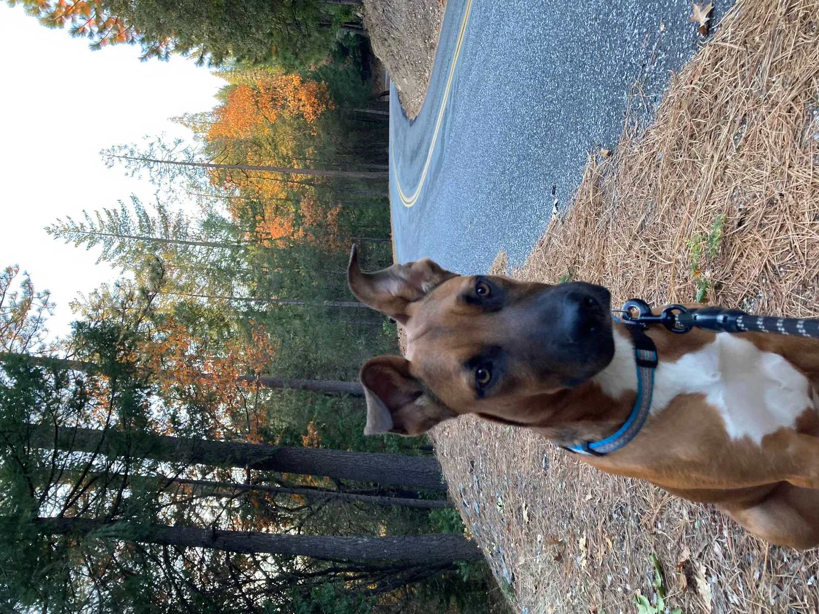 Lost dog in Nevada City, CA, 95959