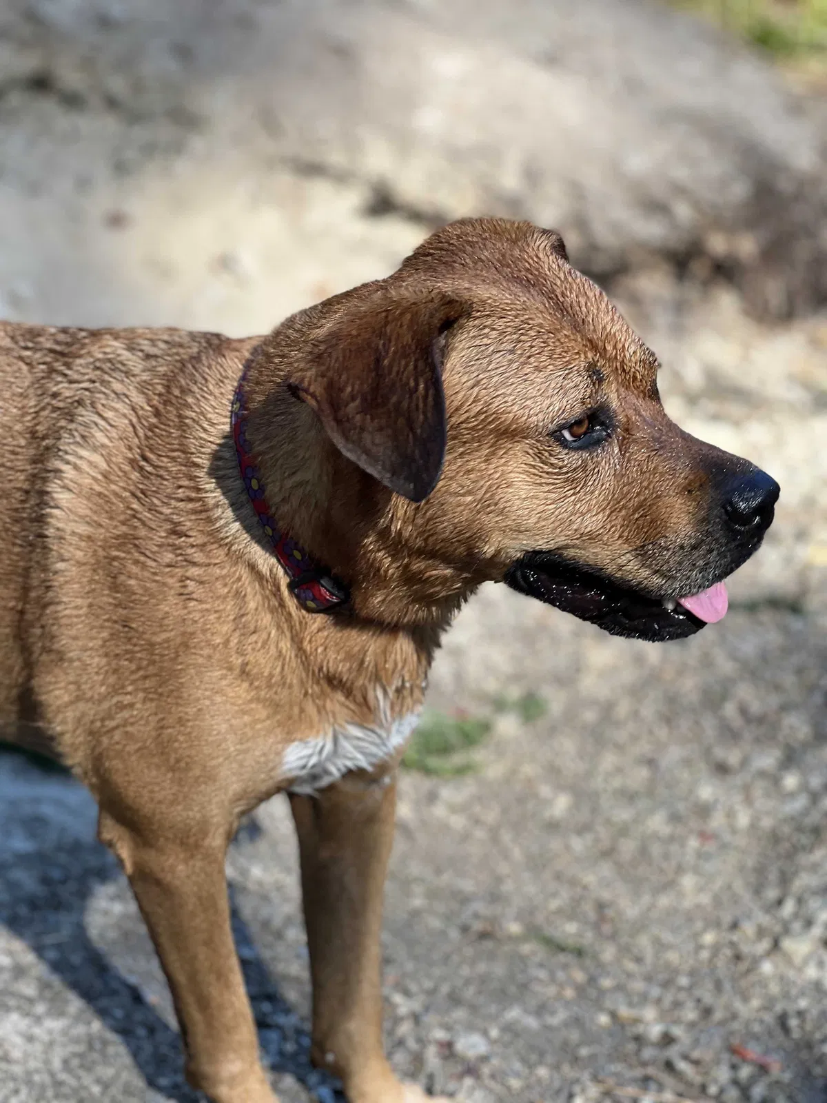 Lost dog in Livermore, CA, 94550