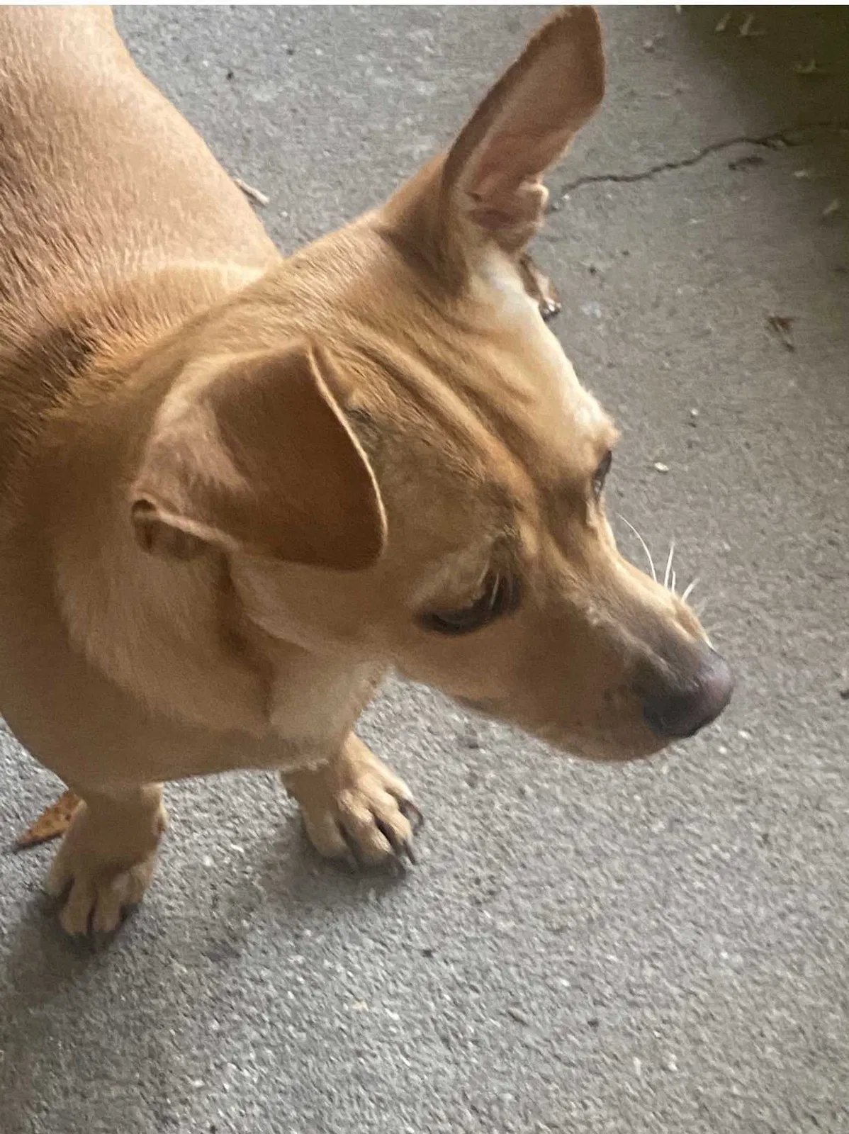 Lost dog in Jacksonville, FL, 32234