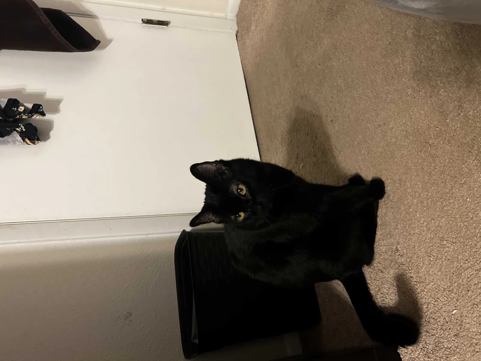 Lost cat in Scottsdale, AZ, 85250