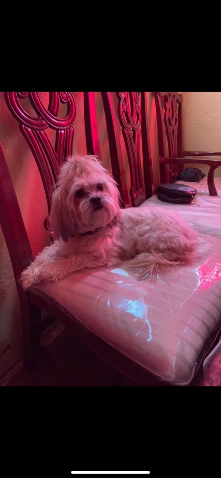 Lost dog in Homestead, FL, 33030
