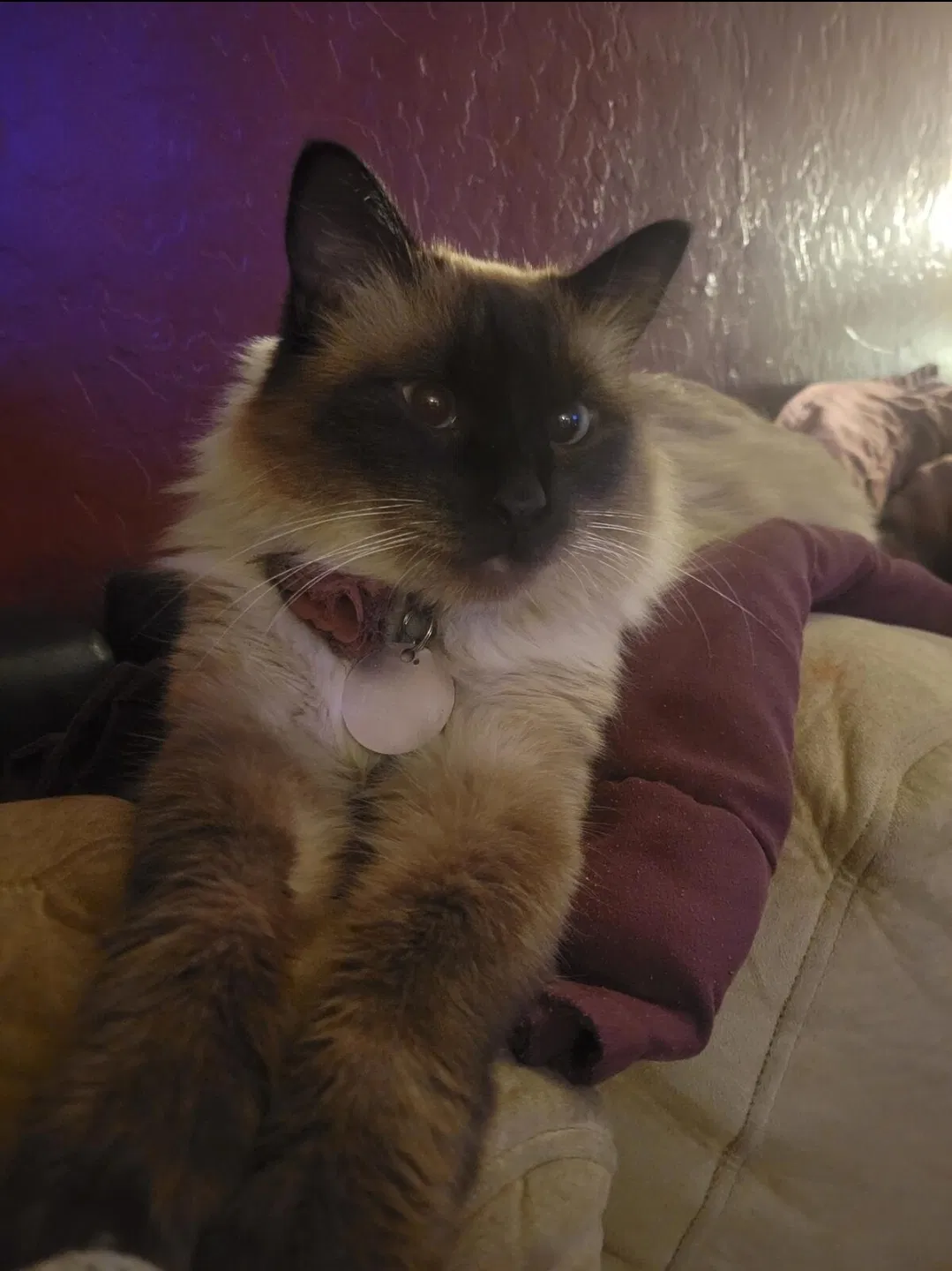 Lost cat in Buckeye, AZ, 85326