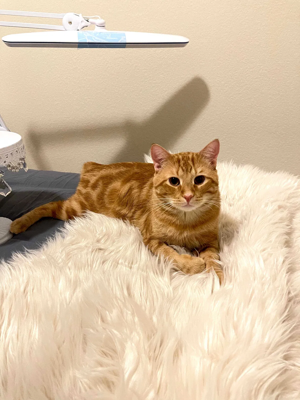 Lost cat in Houston, TX, 77068