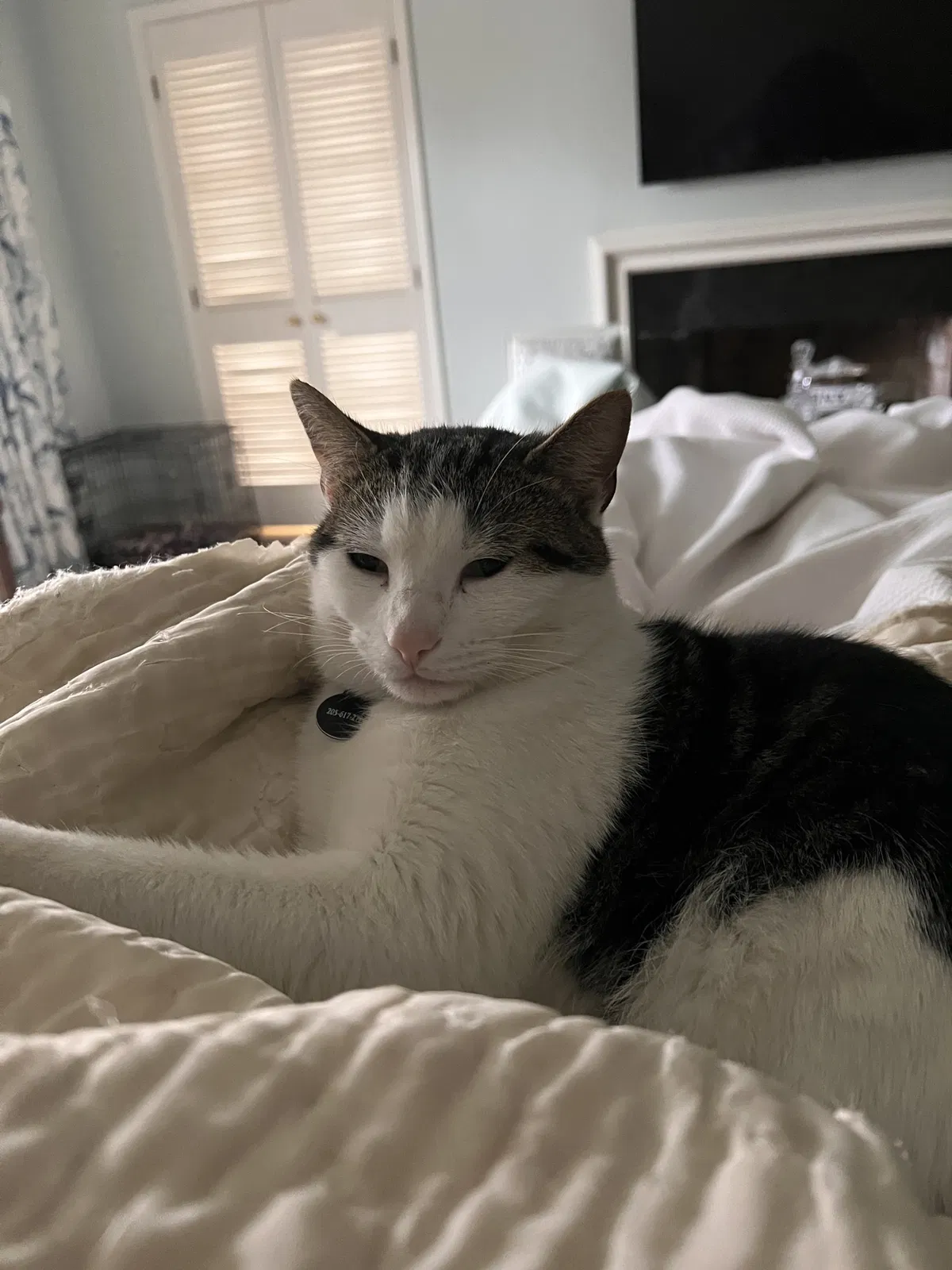 Lost cat in Birmingham, AL, 35223