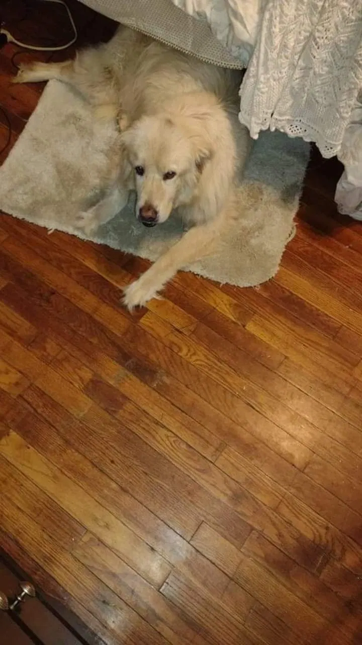 Lost dog in Oklahoma City, OK, 73130