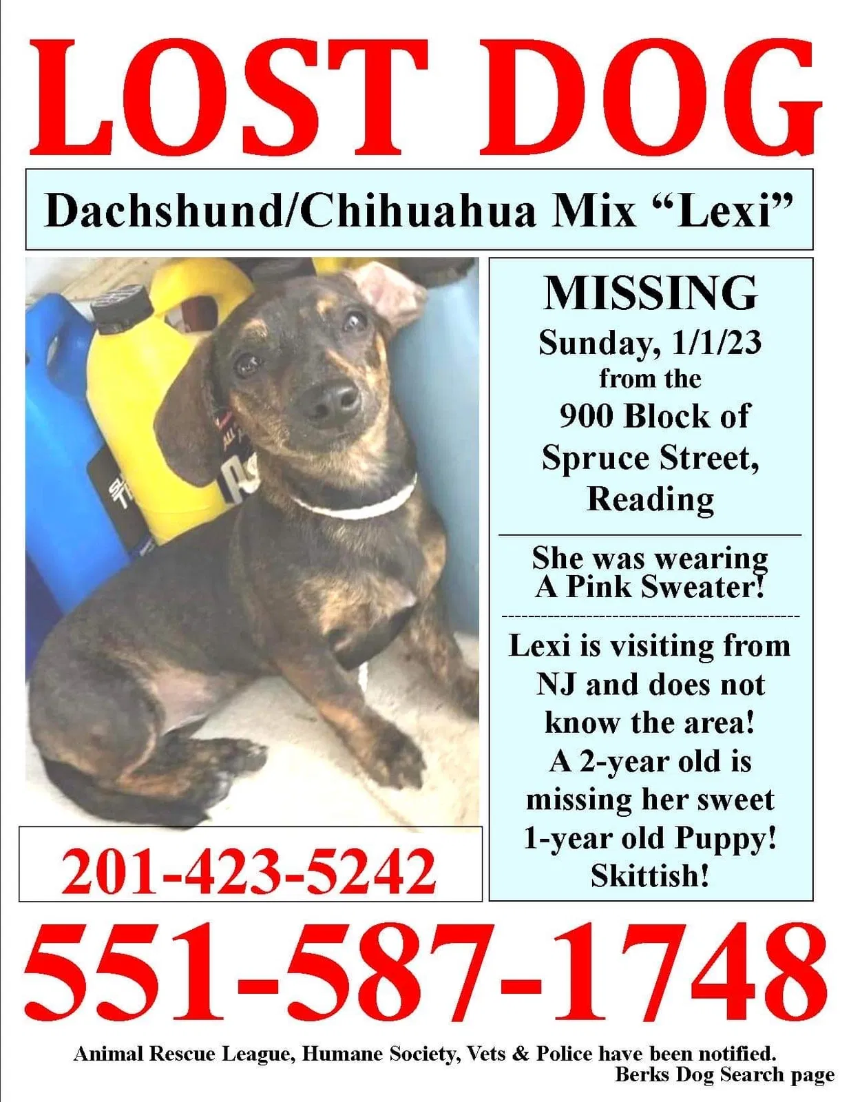 Lost dog in Reading, PA, 19601