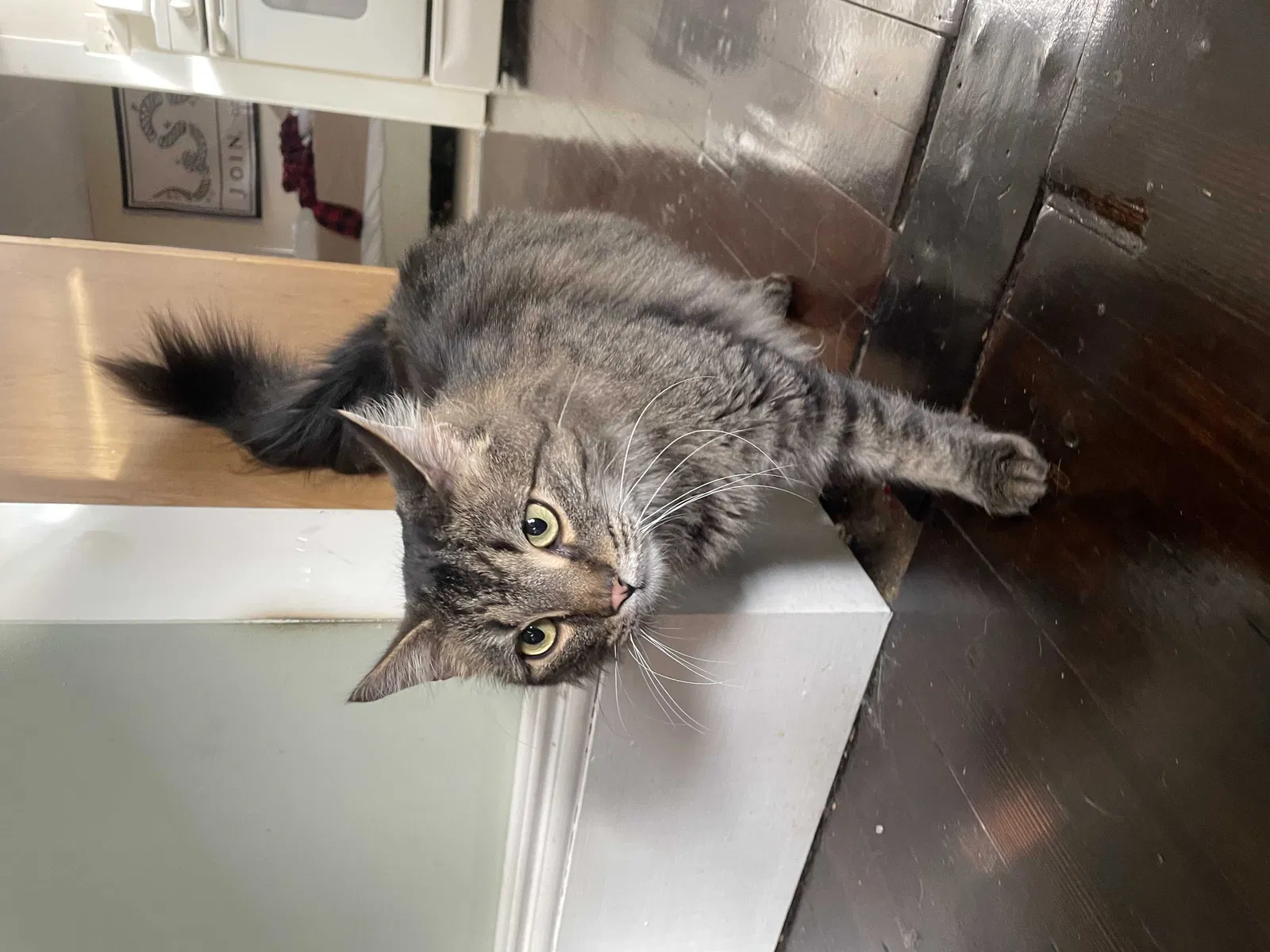 Lost cat in Newton, NJ, 7860