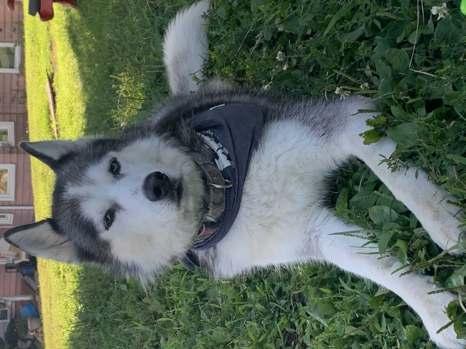 Lost dog in Coopersburg, PA, 18036