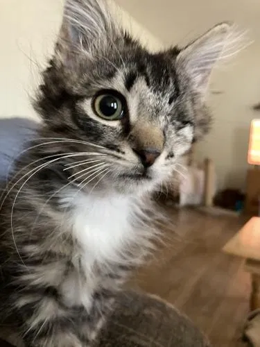 Lost cat in Hope Mills, NC, 28348