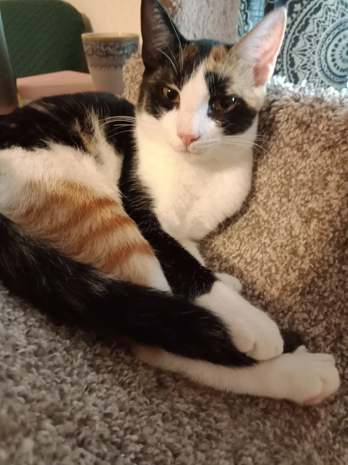 Lost cat in Trenton, GA, 30752