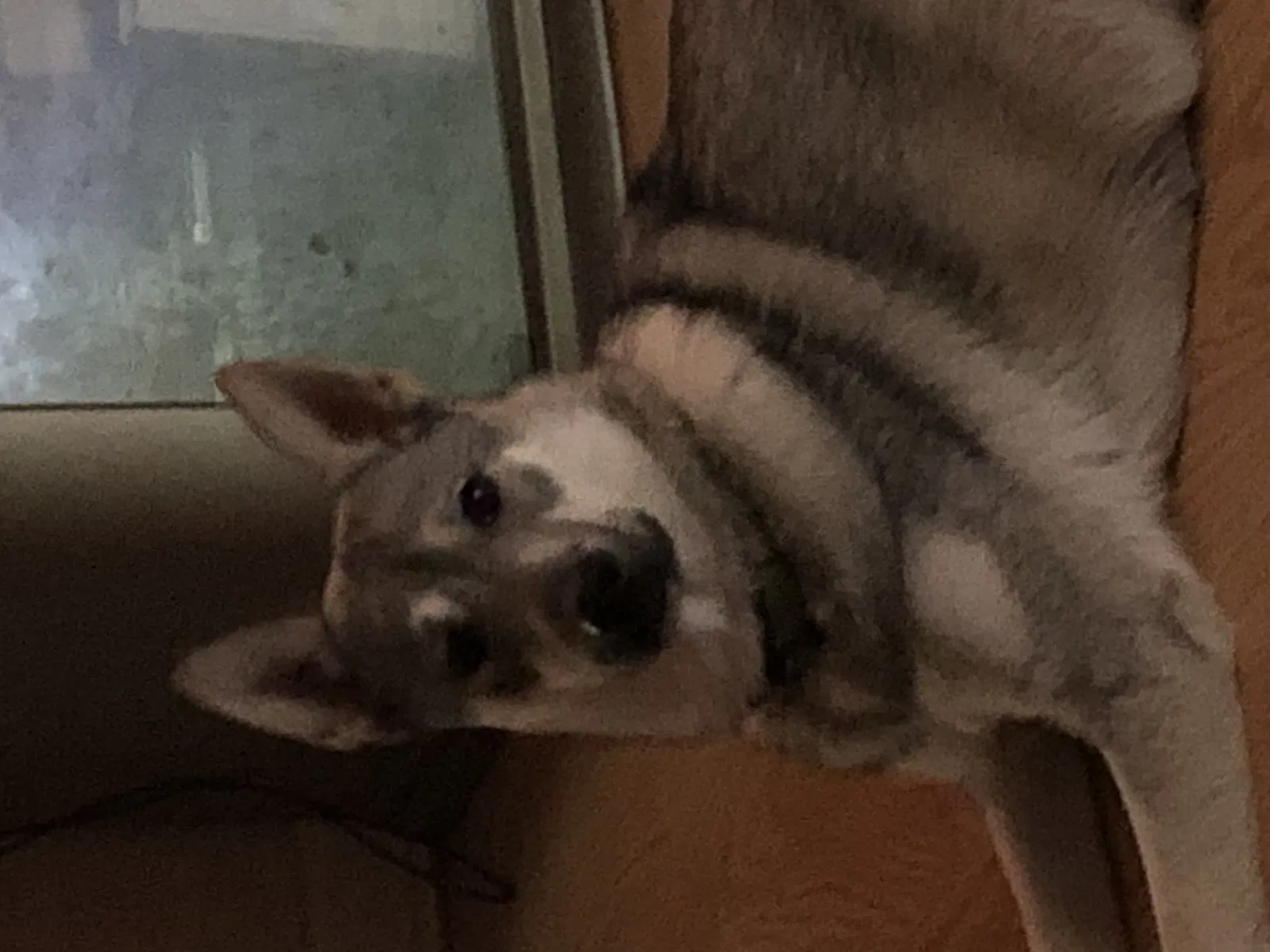 Lost dog in Chattanooga, TN, 37407