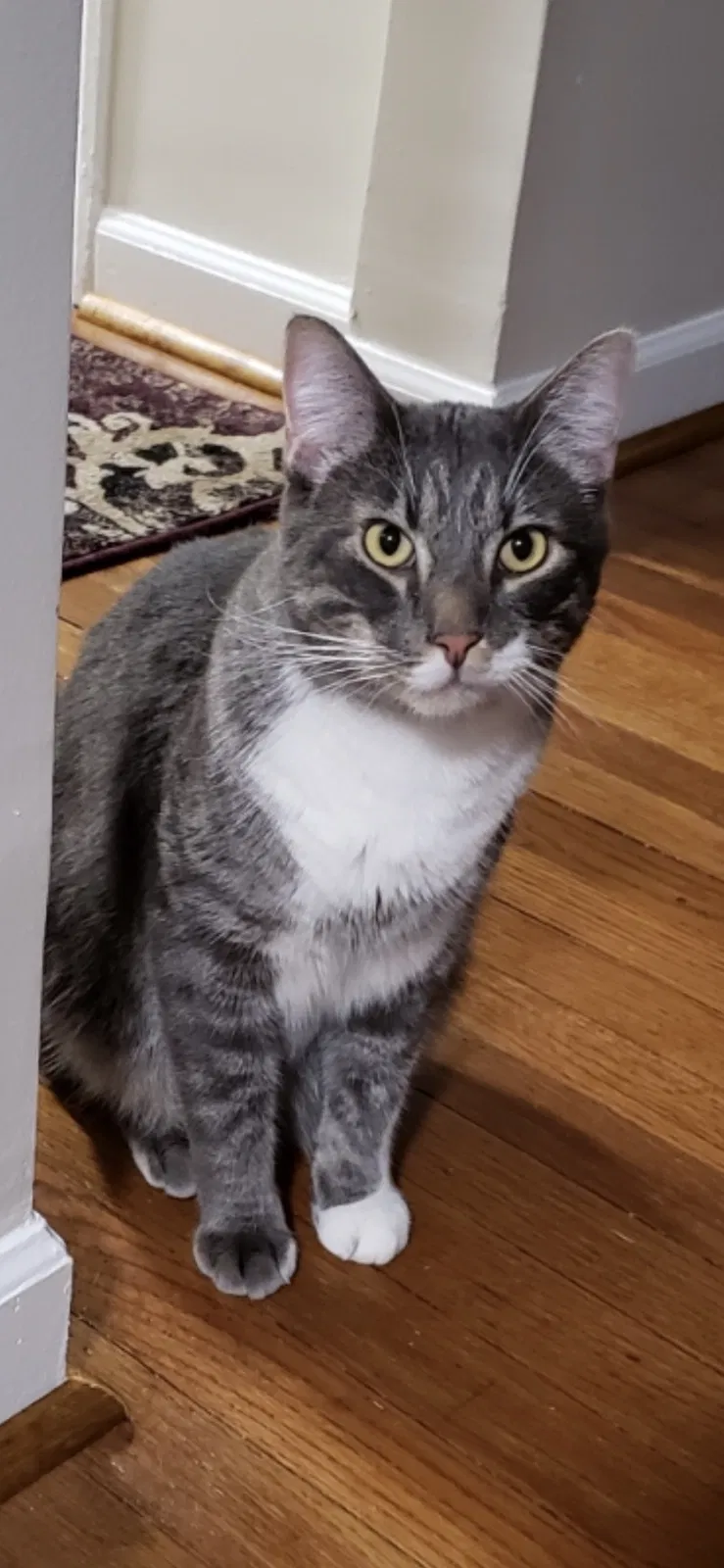 Lost cat in Allen Park, MI, 48101
