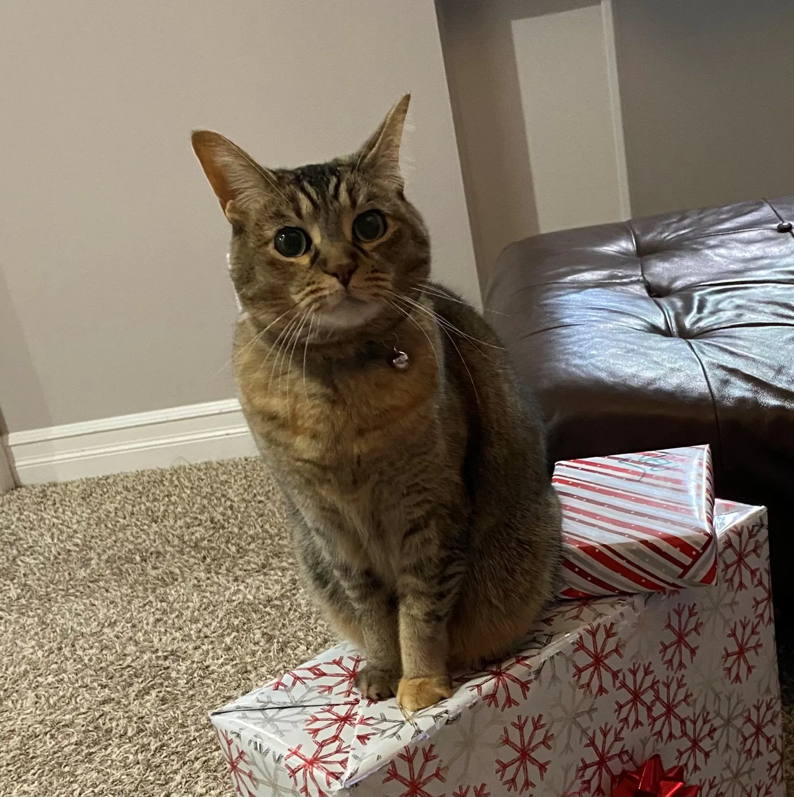 Lost cat in Saginaw, MI, 48603