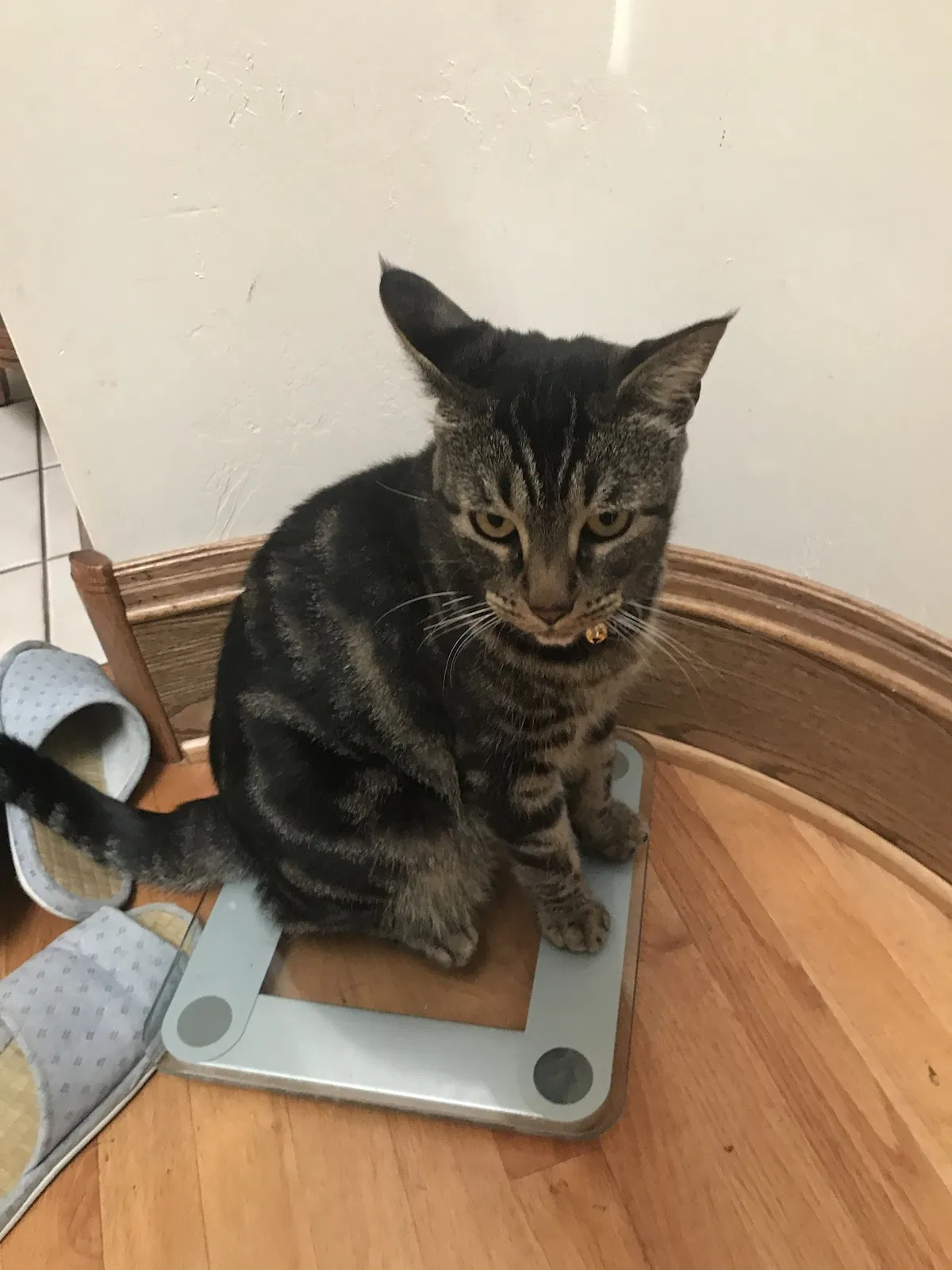 Lost cat in La Mesa, CA, 91941
