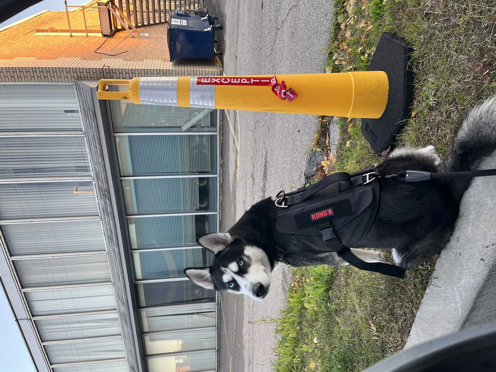 Lost dog in Chicago, IL, 60630