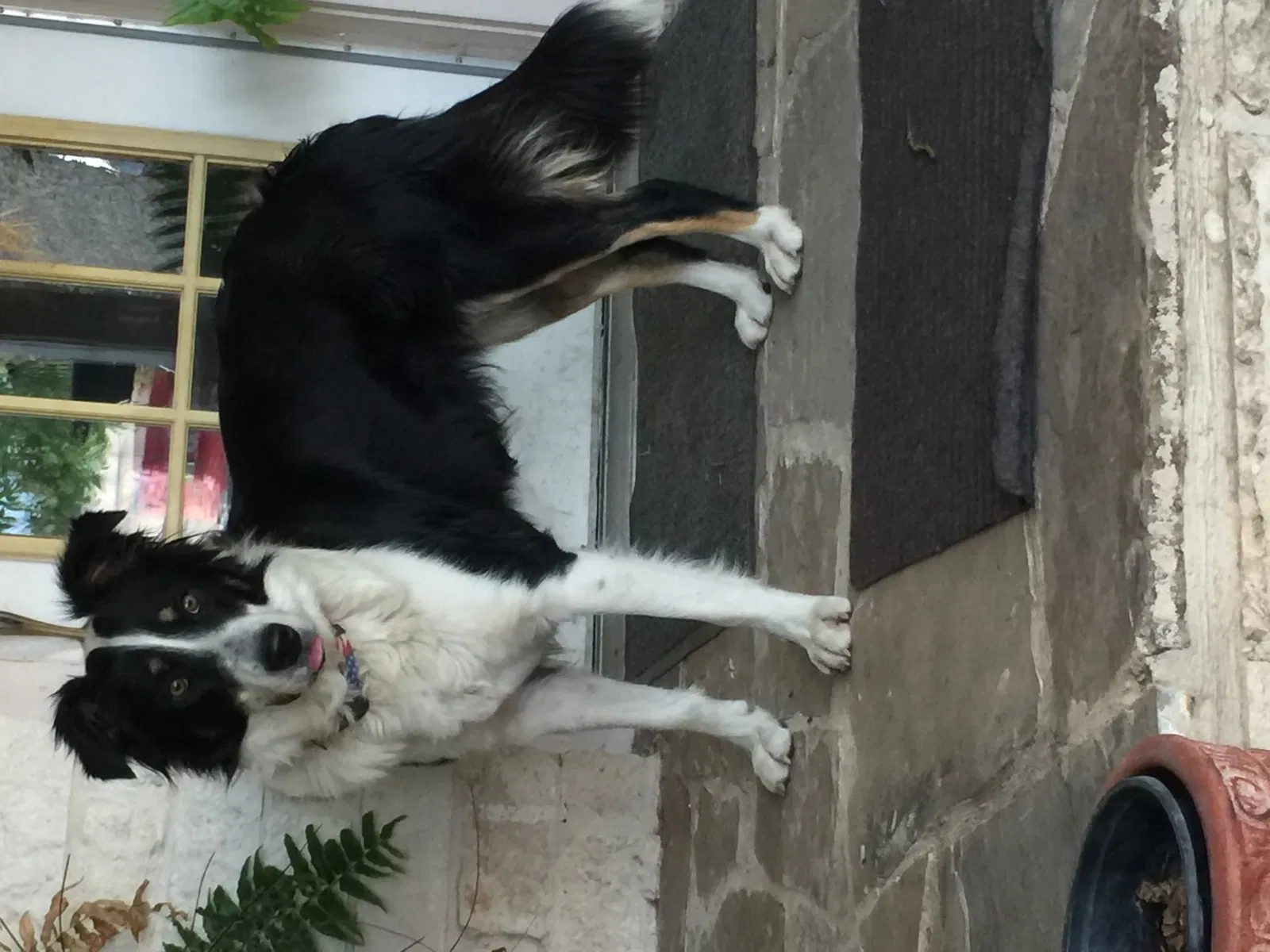 Lost dog in Fort Worth, TX, 76126