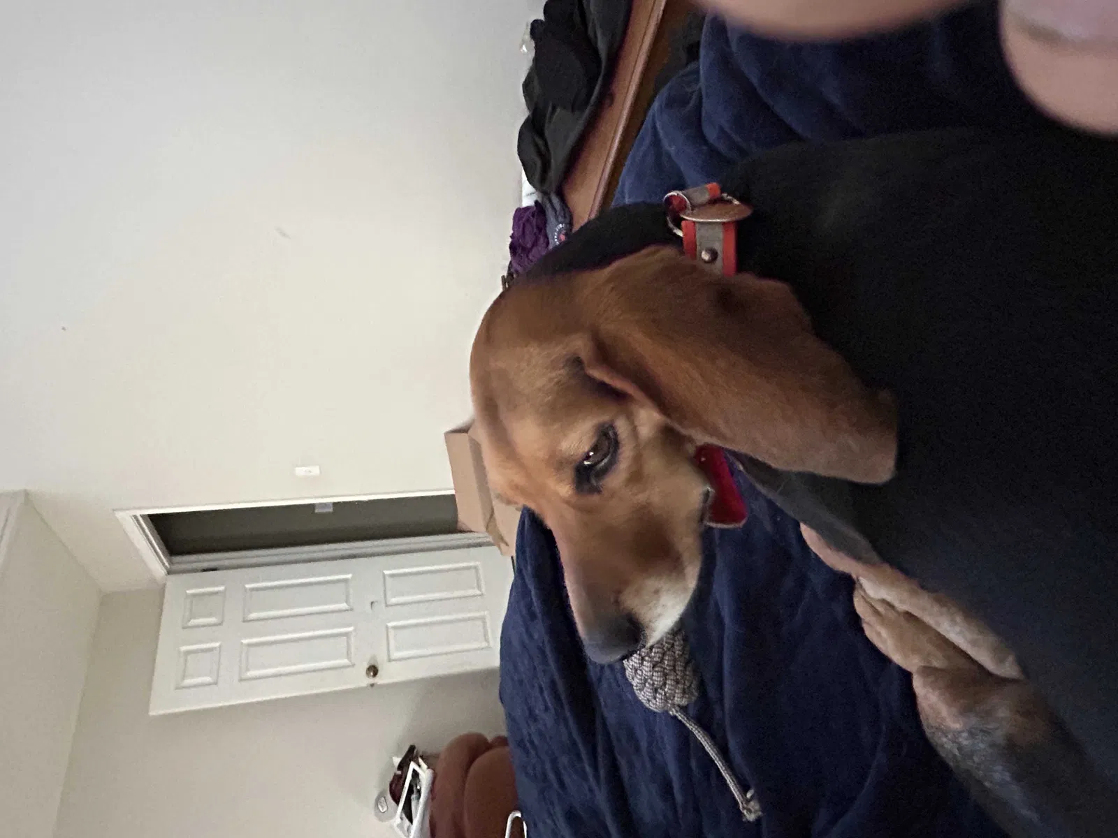 Lost dog in Tuscaloosa, AL, 35405