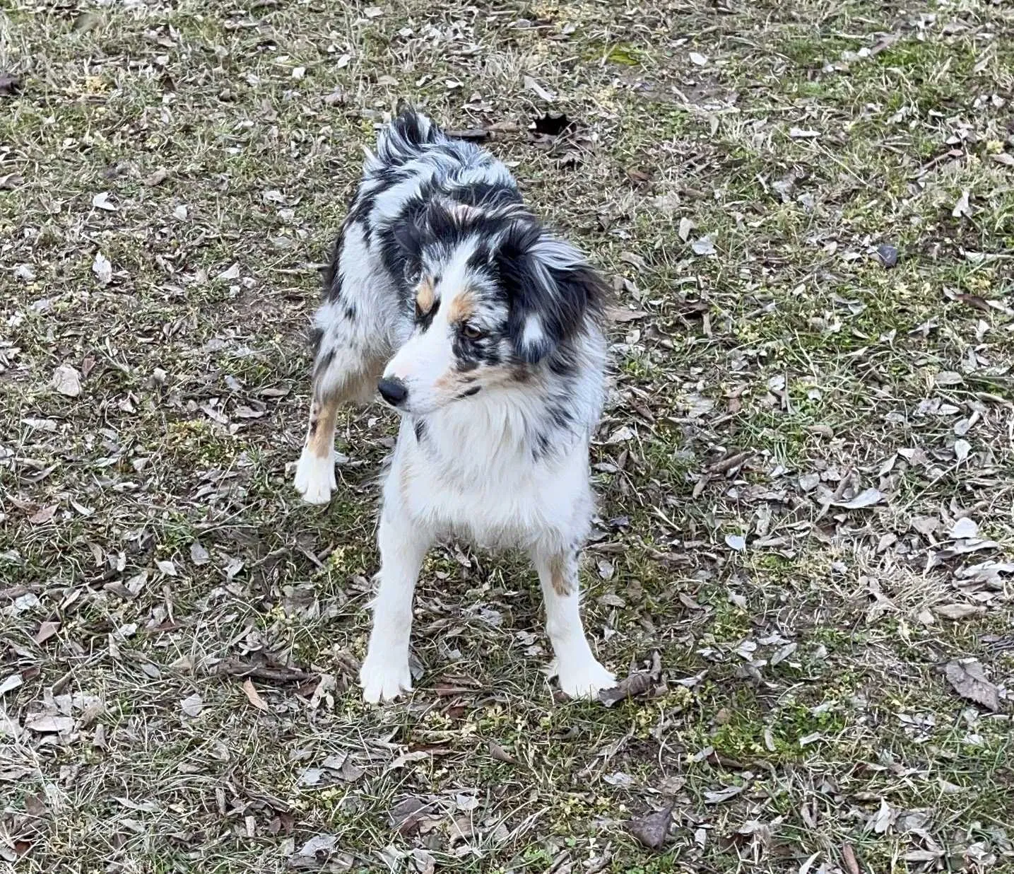 Lost dog in Canton, TX, 75103