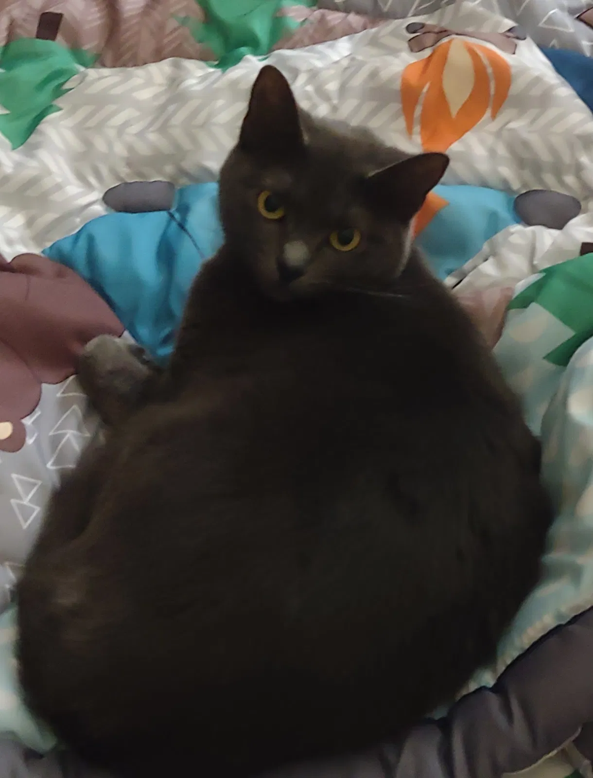 Lost cat in Tallahassee, FL, 32308