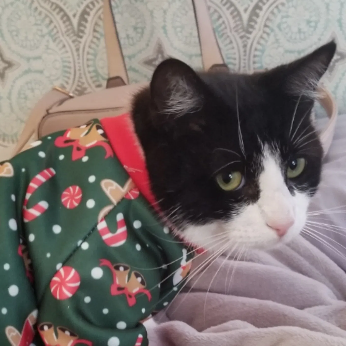 Lost cat in Dearing, GA, 30808