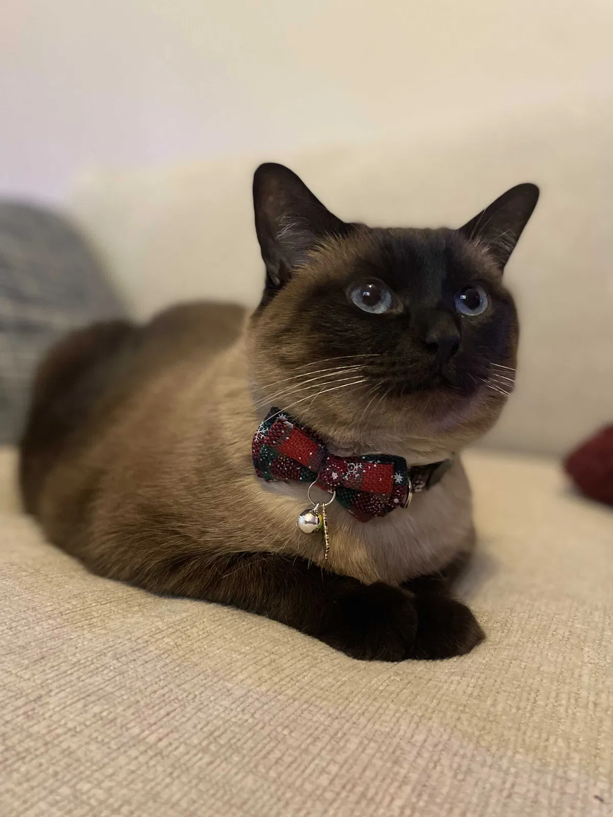 Lost cat in Fort Worth, TX, 76137