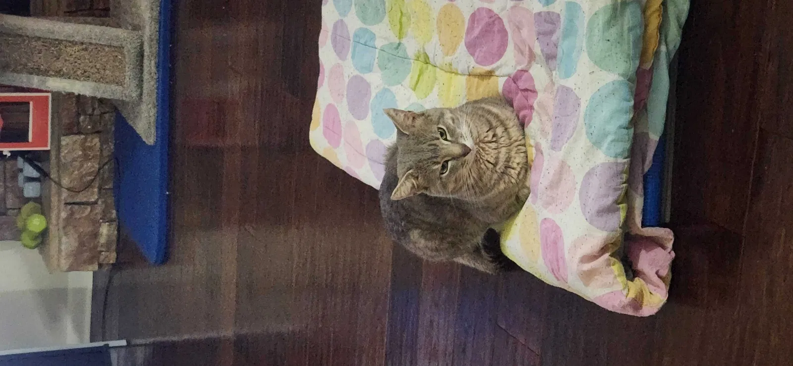 Lost cat in Lithia Springs, GA, 30122