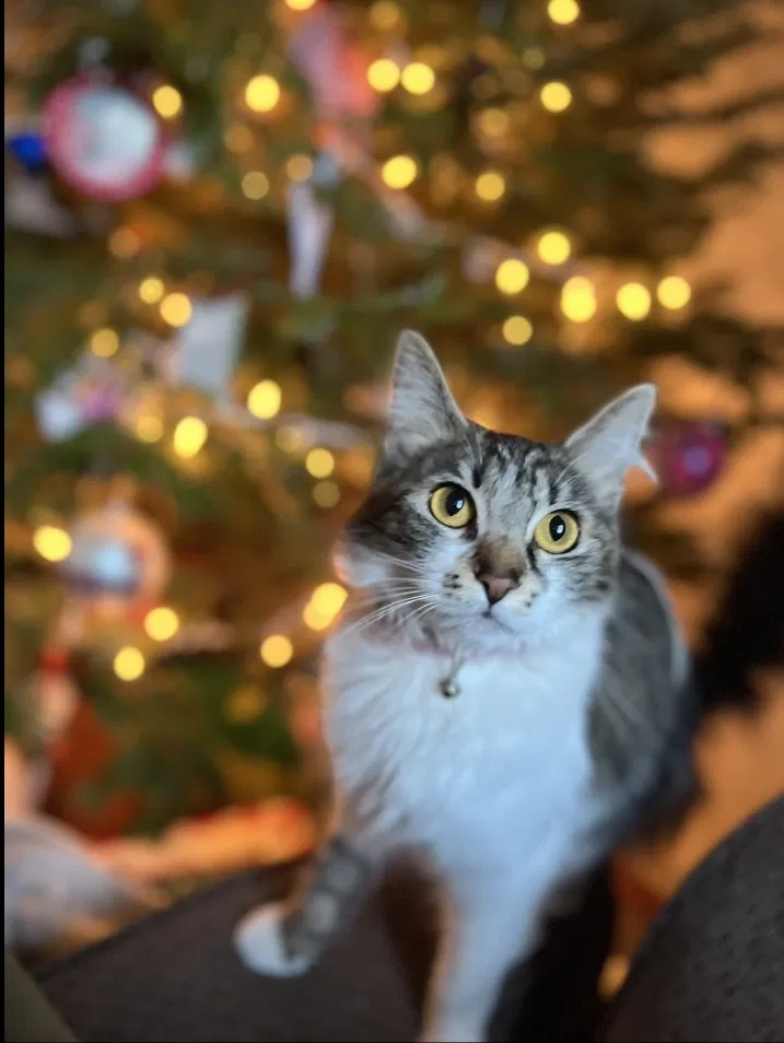 Lost cat in Arlington, WA, 98223