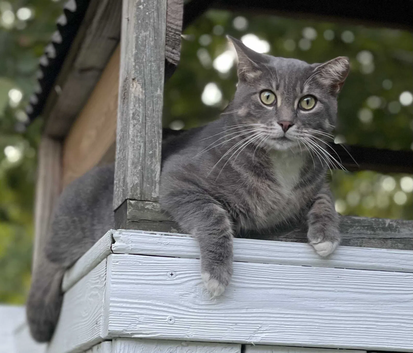 Lost cat in Knoxville, TN, 37921