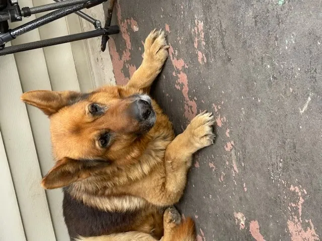 Lost dog in Oklahoma City, OK, 73127
