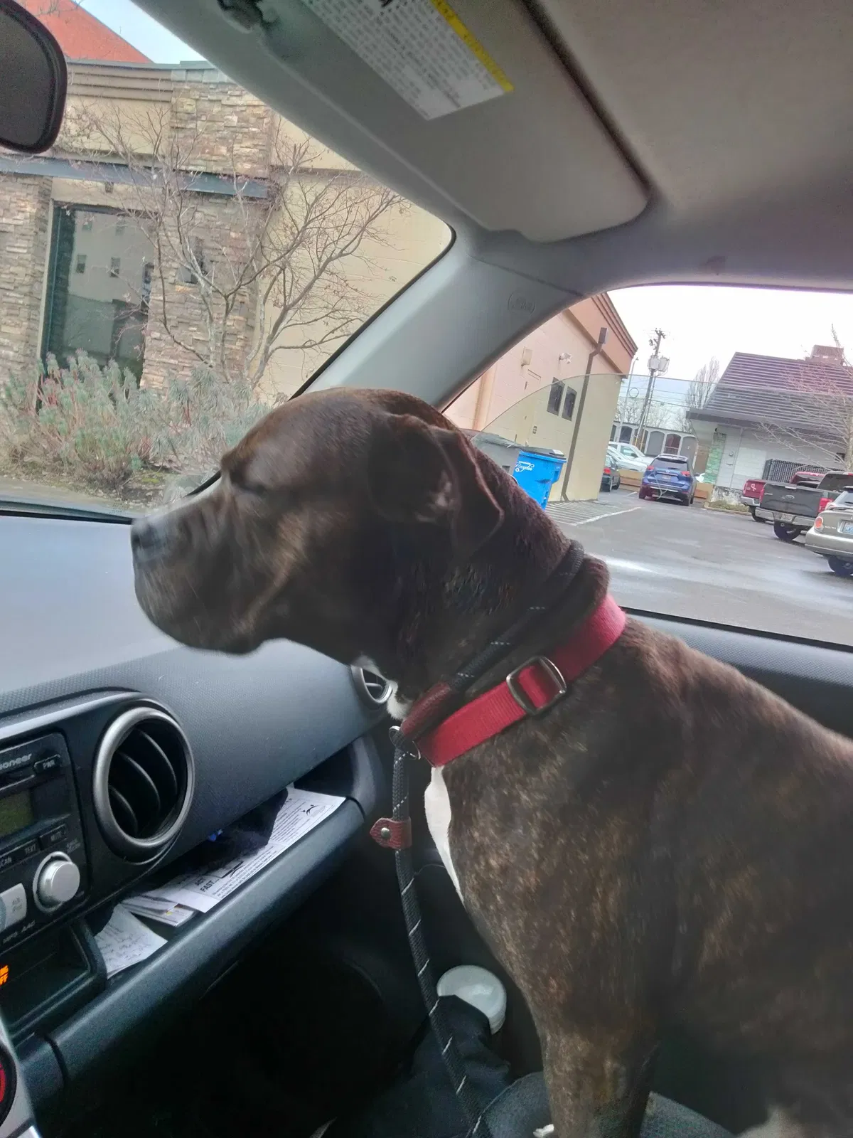 Found dog in Vancouver, WA, 98660