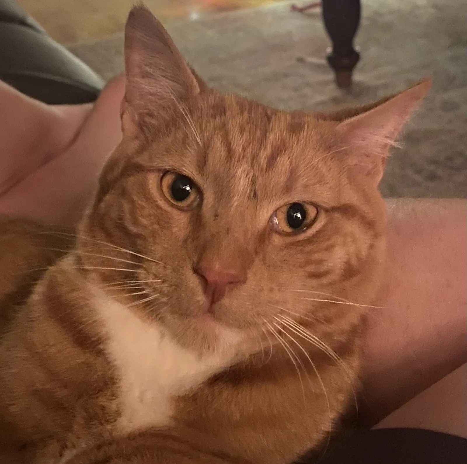 Lost cat in Bessemer, AL, 35020