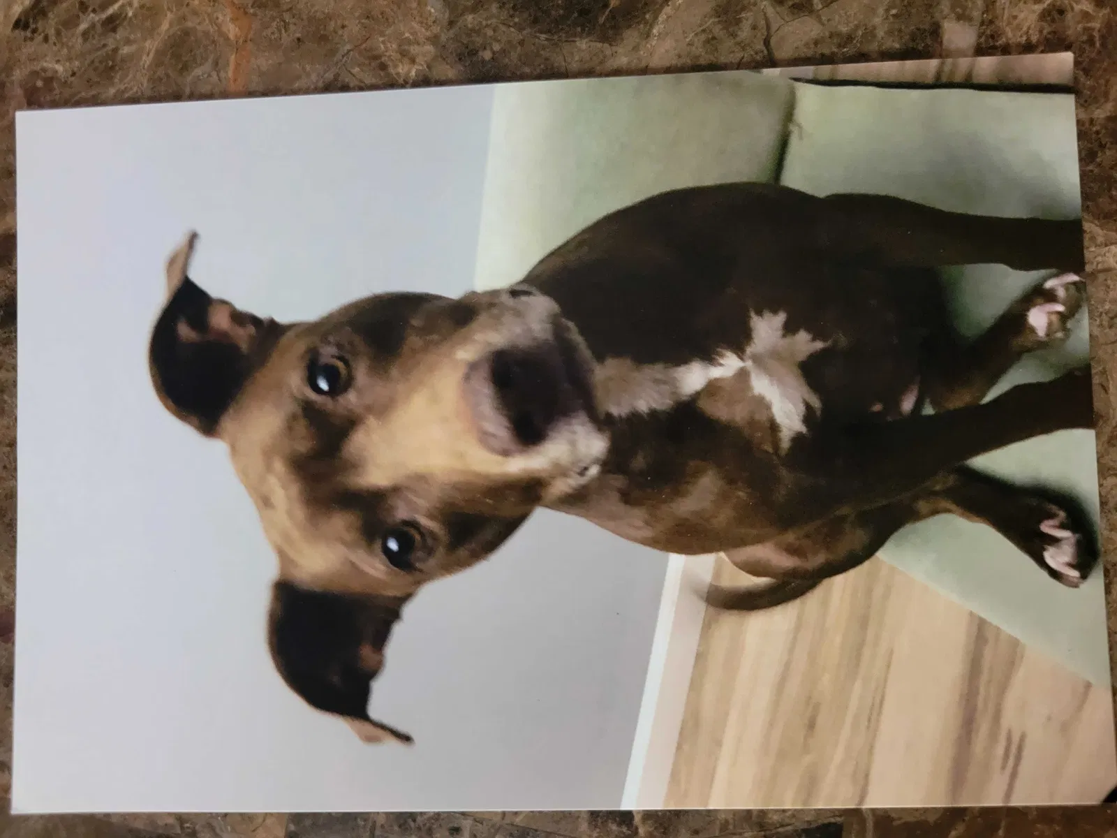 Lost dog in Cleveland, TN, 37323