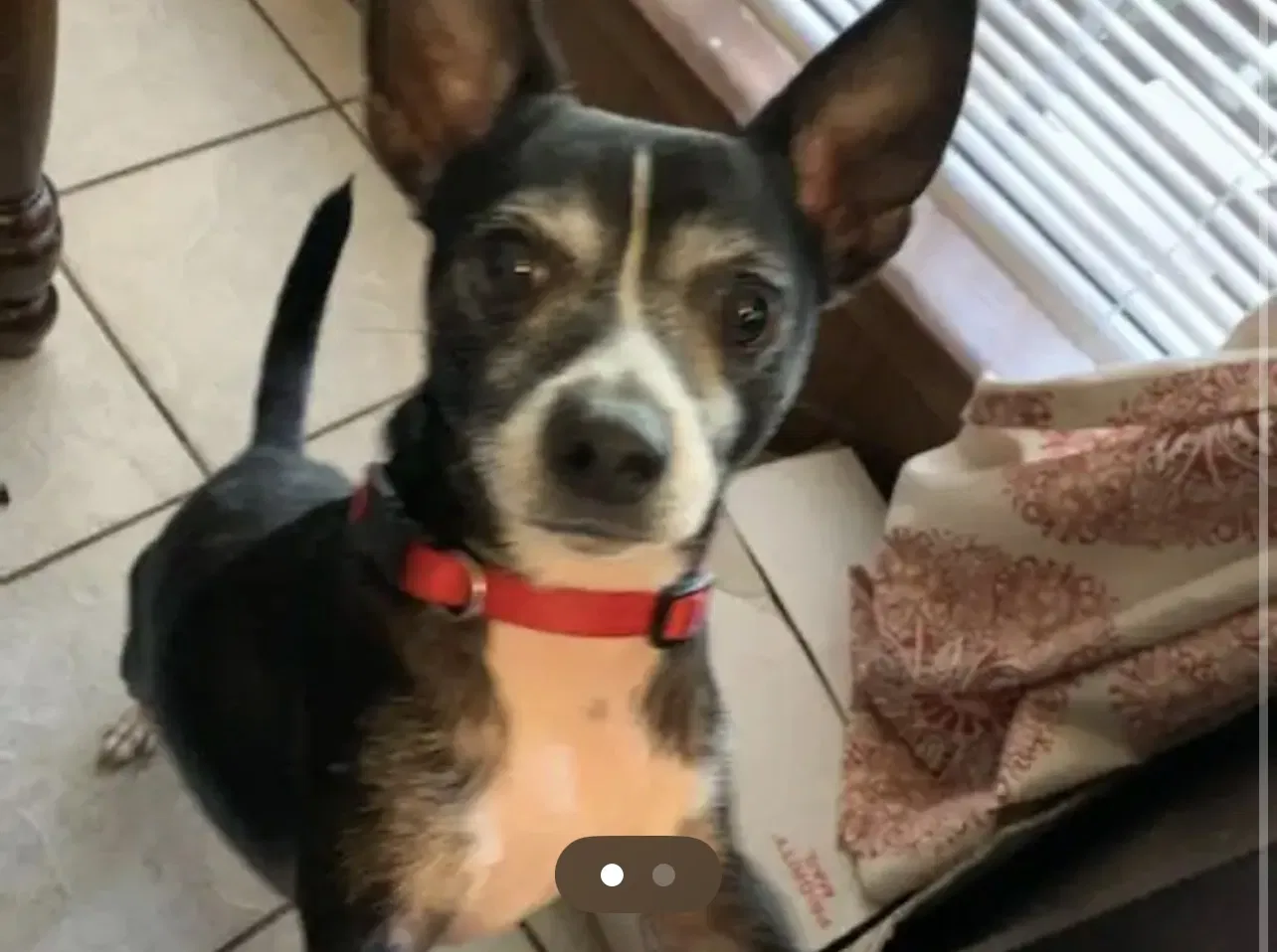 Lost dog in Houston, TX, 77066