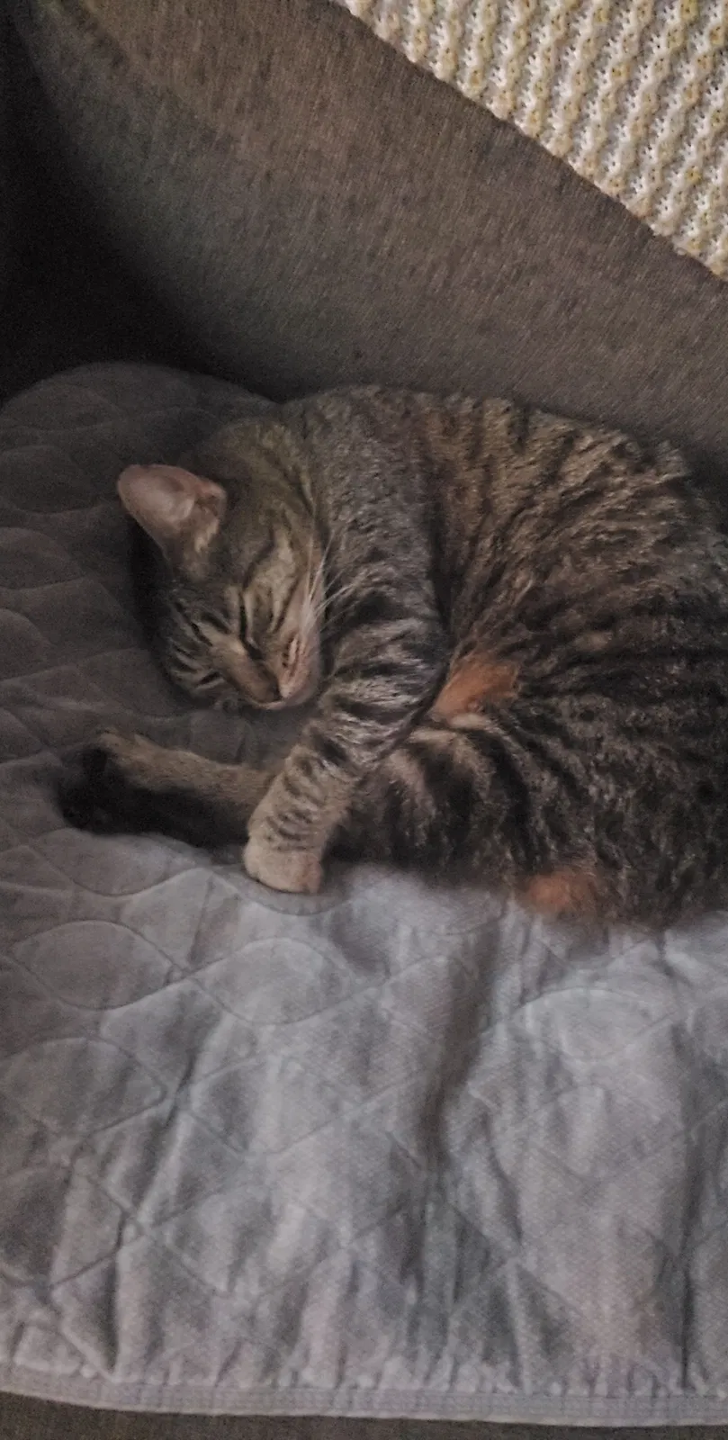 Lost cat in Milford, OH, 45150