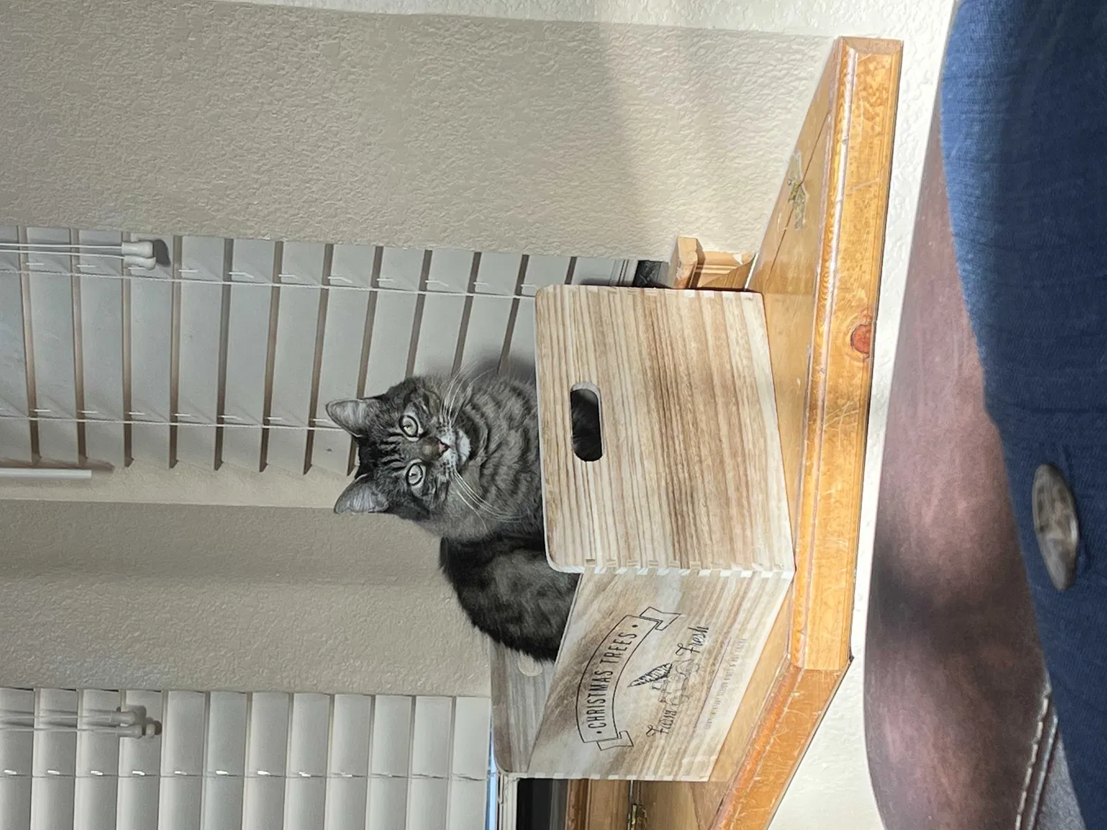 Lost cat in Las Cruces, NM, 88012
