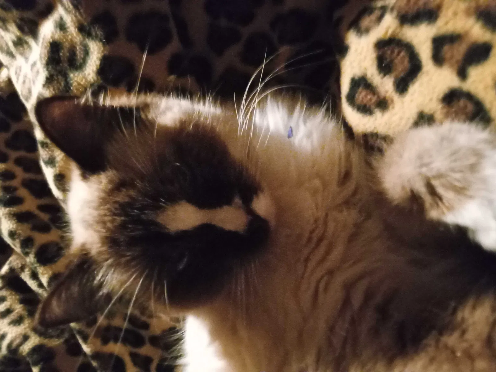 Lost cat in Riverside, CA, 92504