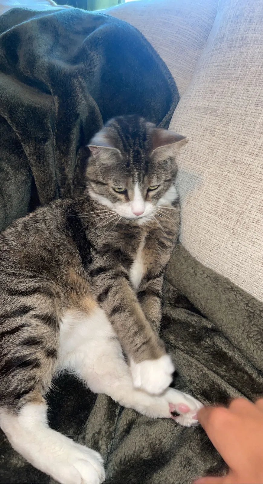 Lost cat in North Little Rock, AR, 72114