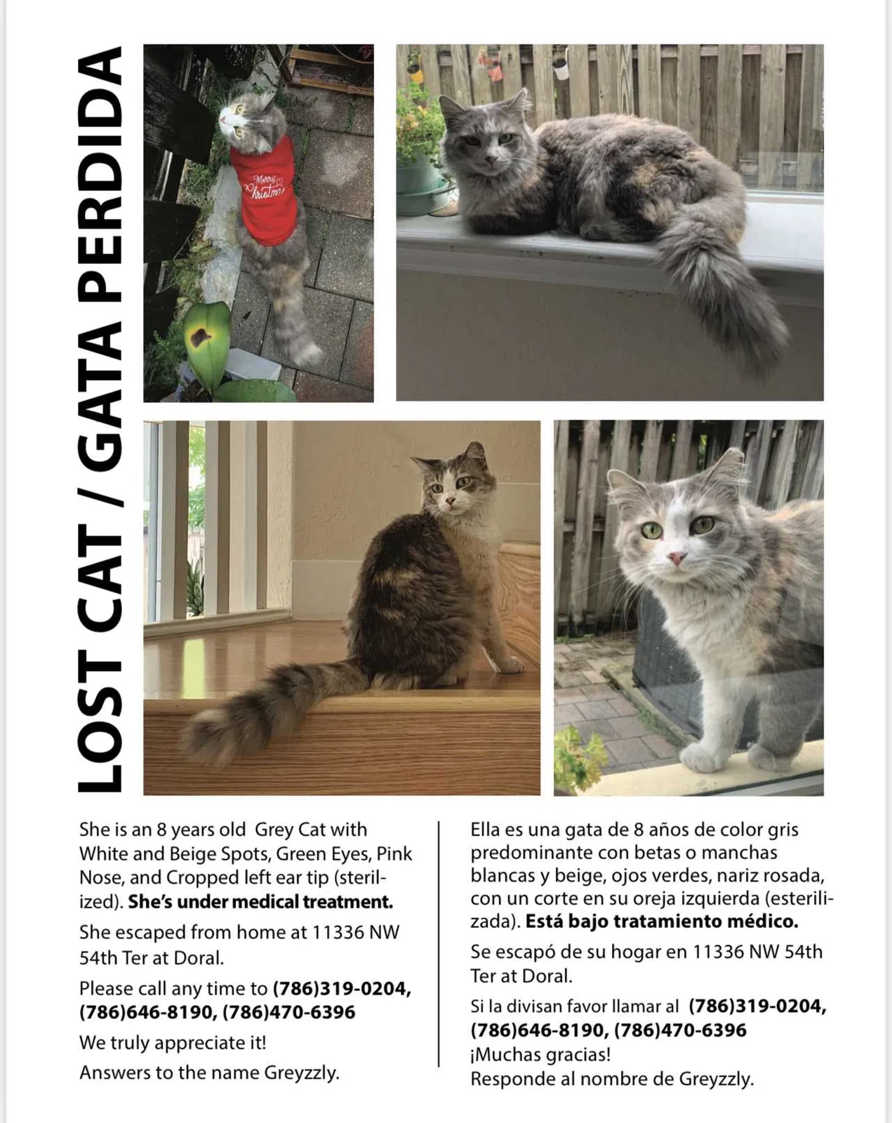 Lost cat in Miami, FL, 33178