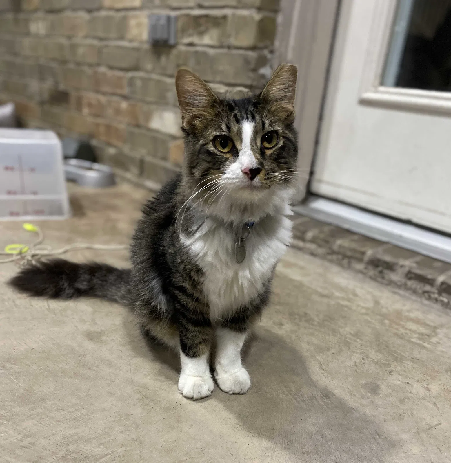 Lost cat in Houston, TX, 77070
