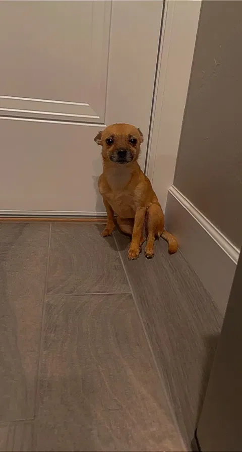 Lost dog in Norman, OK, 73069